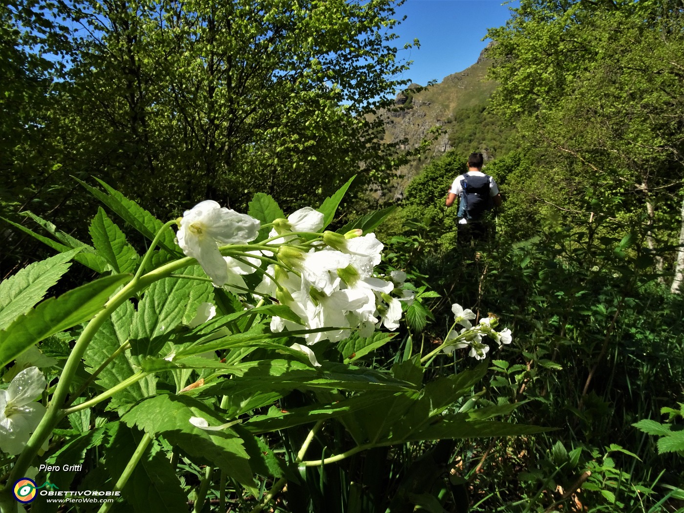 30 Scendendo da Cima di Muschiada traccia-sentierino fiorito di Dentaria minore (Cardamine bulbifera).JPG